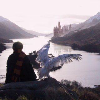 a person sitting on a rock looking at a large bird flying over a body of water