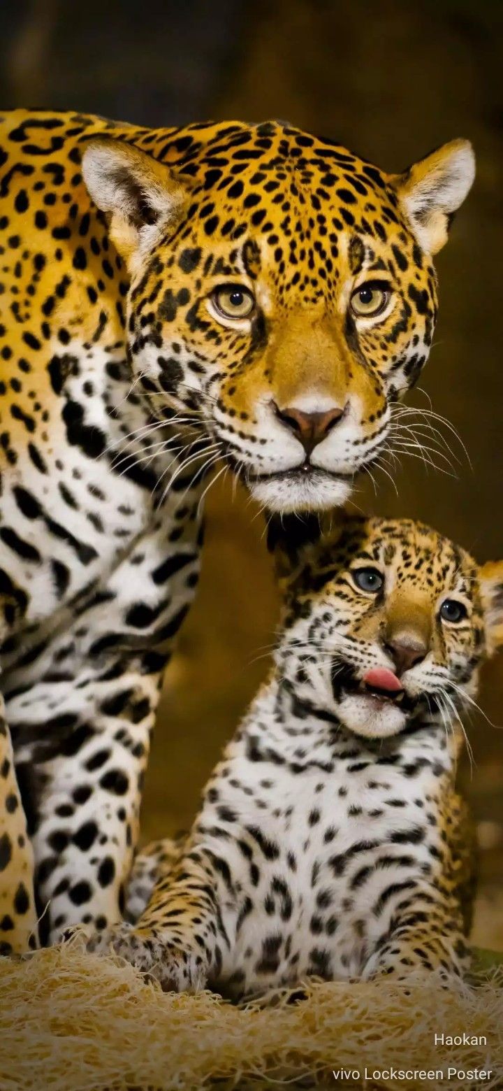 an adult and baby leopard standing next to each other