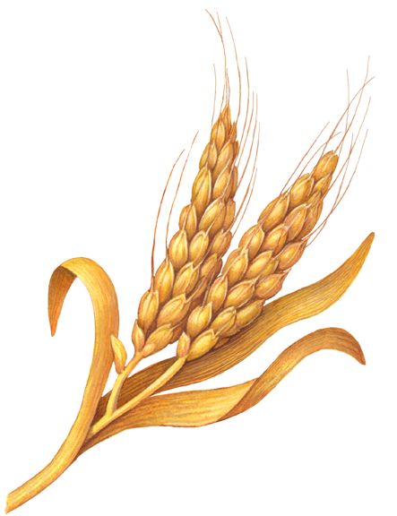 a drawing of some wheat on a white background