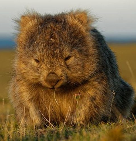 a brown and black animal sitting on top of a grass covered field with its eyes closed