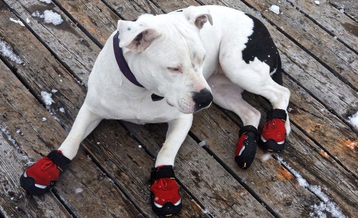 a white dog with black spots and red shoes laying on a wooden floor covered in snow