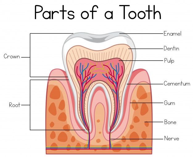 Teeth tooth anatomy Vectors, Photos and PSD files | Free Download Teeth Diagram Anatomy, Anatomy Of Teeth, Anatomy Of Tooth, Tooth Model Project, Dental Anatomy Notes, Teeth Anatomy Drawing, Dental Anatomy Drawing, Dentist Anatomy, Human Teeth Anatomy