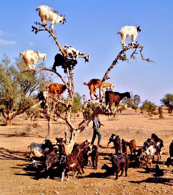 a herd of goats standing on top of a dry grass field next to a tree