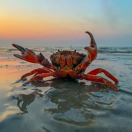 a crab sitting on top of the ocean