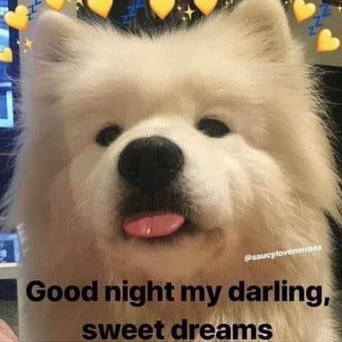 a dog with a crown on its head and the caption good night my daring, sweet dreams