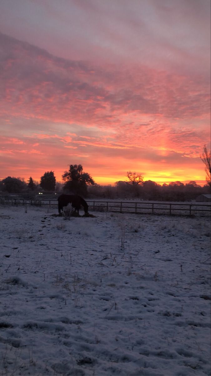 horses graze in the snow at sunset