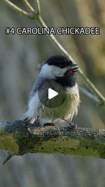 a bird sitting on top of a tree branch with the caption carolina chickade