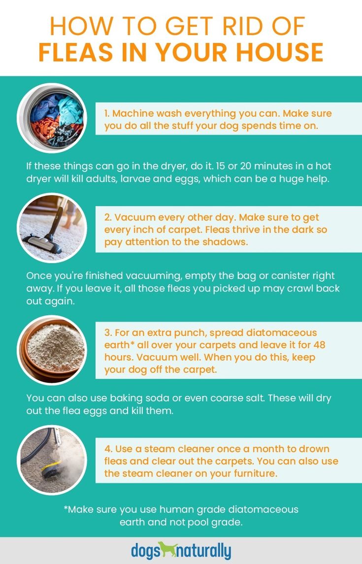 a poster describing how to get rid of fleas in your house and what they can do