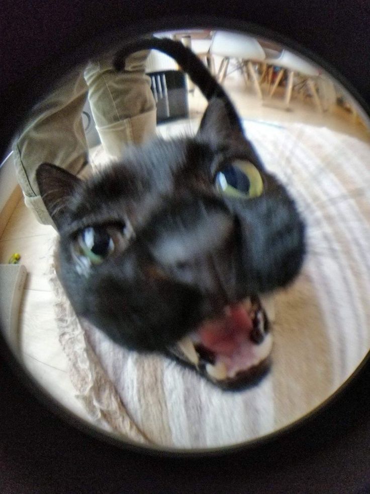 a black cat looking up at the camera through a mirror with it's mouth open