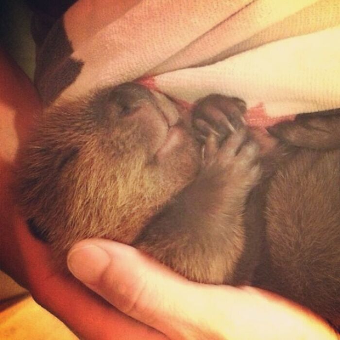 a person holding a baby animal in their hands while it is wrapped in a blanket