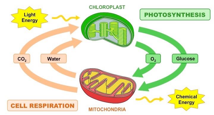 the diagram shows photosyntheism and cell respirators, which are used to produce cellular life