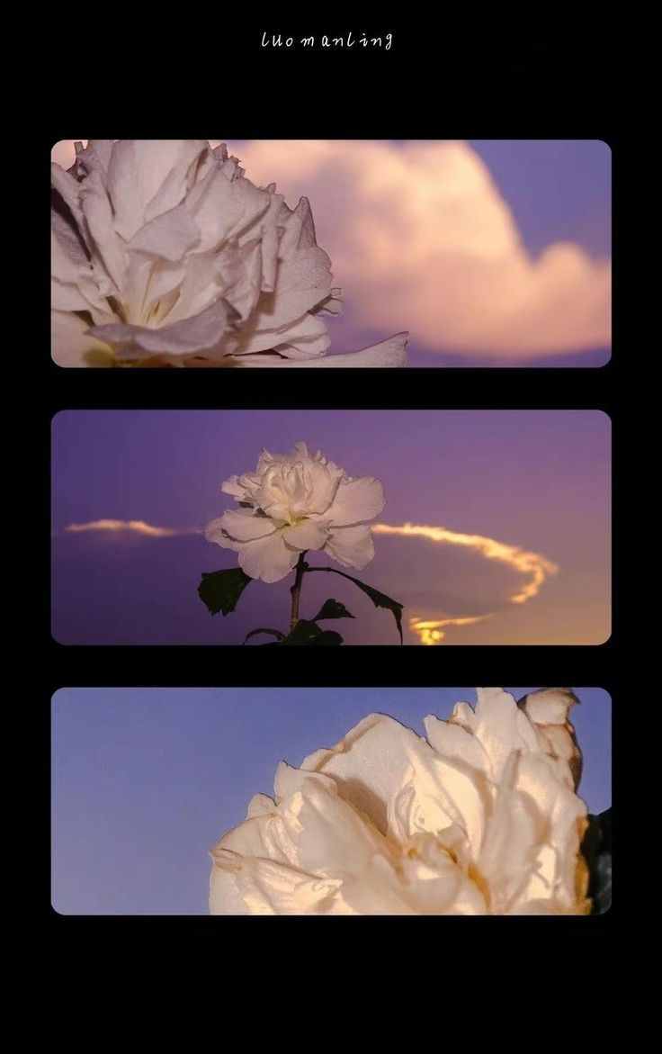 three different images of white flowers against a purple and blue sky with clouds in the background