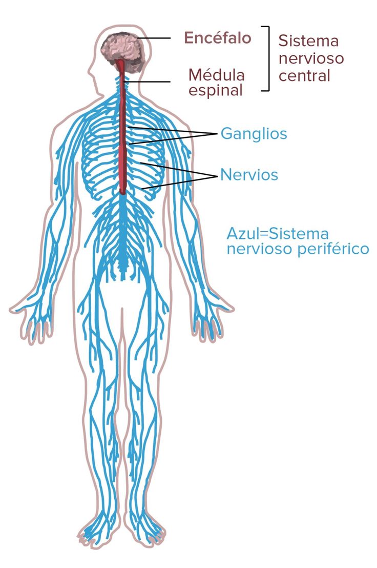 the nervous system labeled in blue