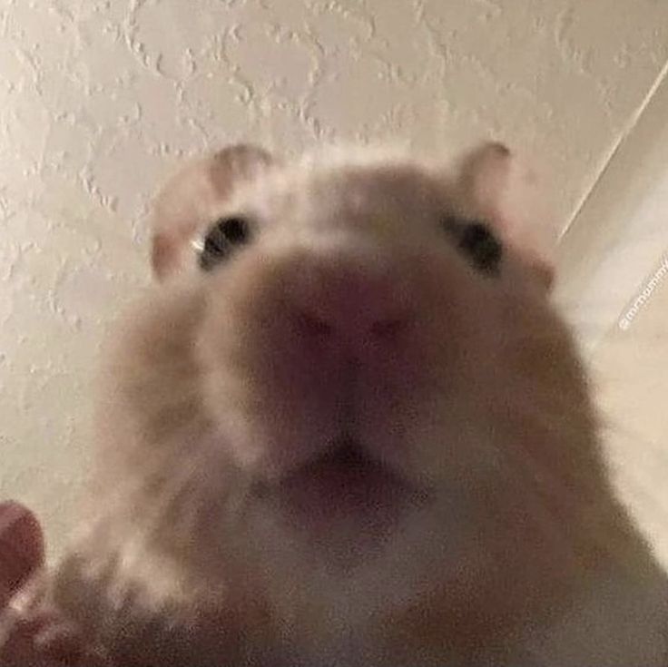 a hamster looking up at the camera