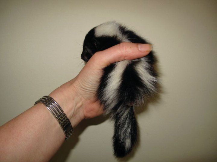 a hand holding a black and white cat's tail with it's paw