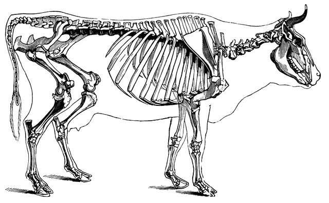 the skeleton of a cow is shown in this black and white drawing, it appears to be an animal