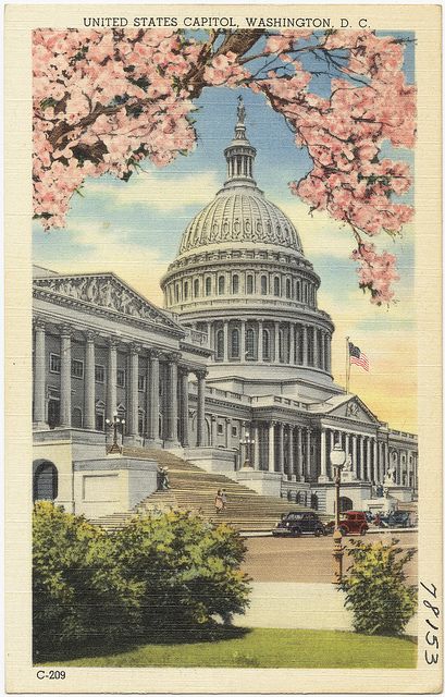 the capitol building with cherry blossom trees in front