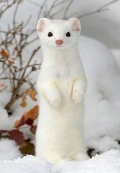 a white ferret standing on its hind legs in the snow