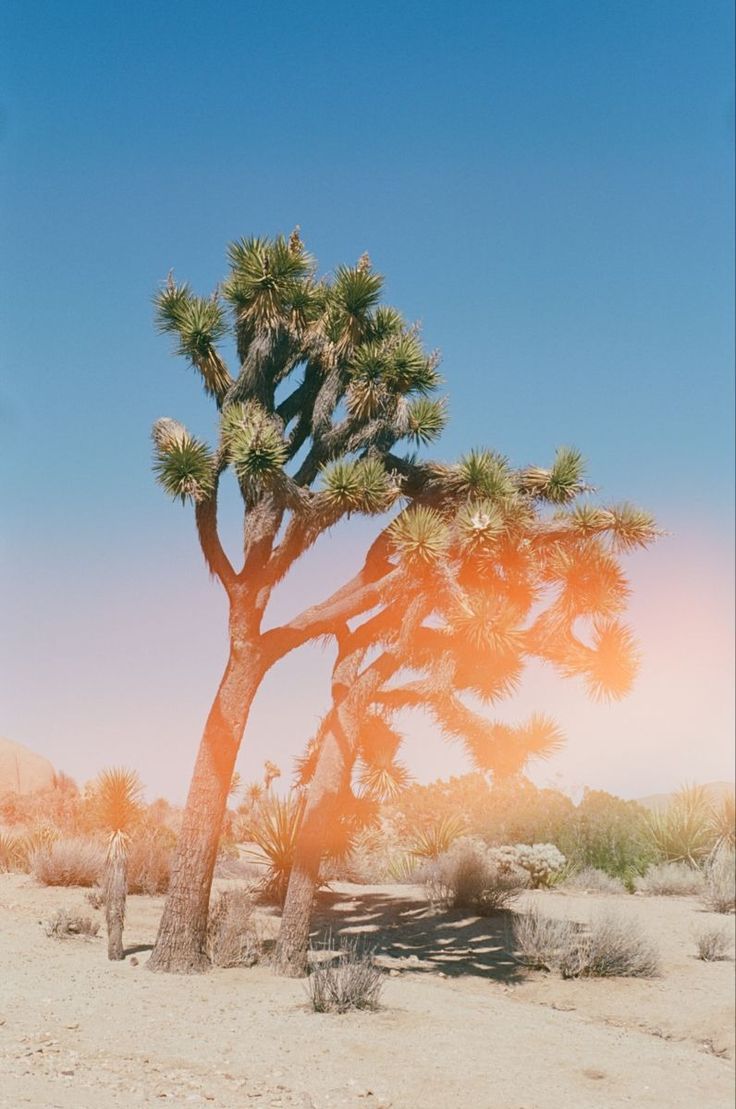 a large tree in the middle of a desert