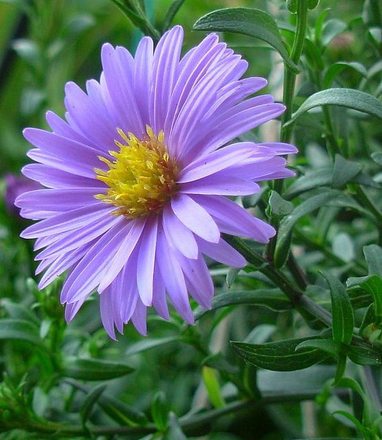 a purple flower with yellow center surrounded by green leaves and grass in the foreground