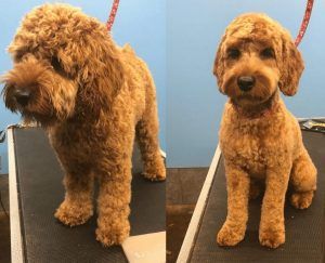 two pictures of a brown dog sitting on top of a table