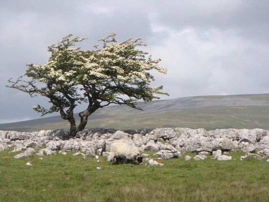 a lone tree stands in the middle of a rocky field with white flowers on it