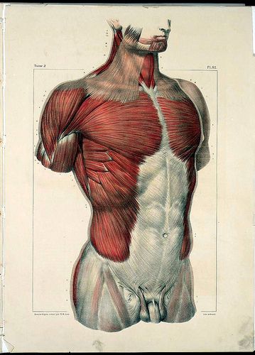 the muscles are shown in this drawing