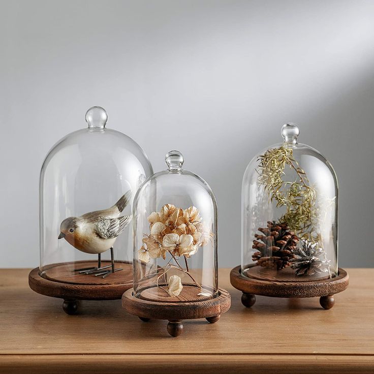 three glass cloches with plants in them sitting on a wooden table next to each other