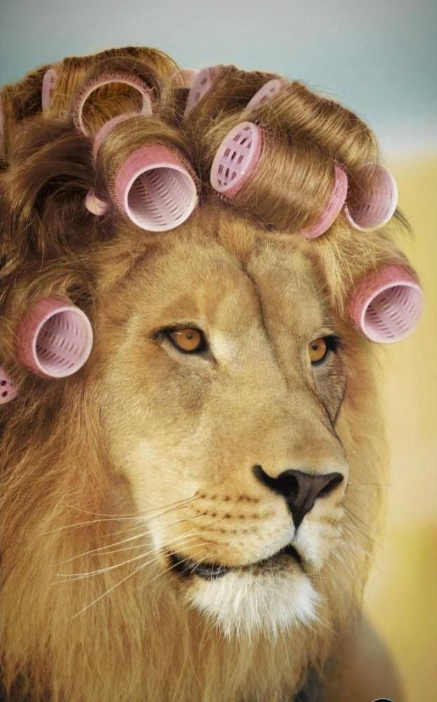 a lion with hair curlers on its head