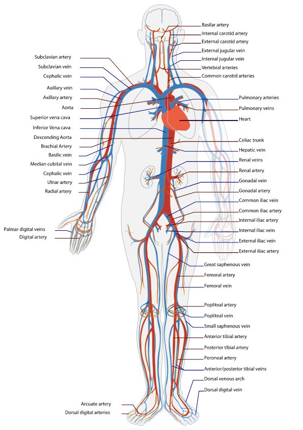 the human body and its major branches are labeled in red, blue, and green