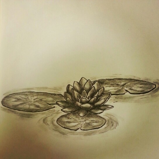 a drawing of a water lily floating on top of a lake