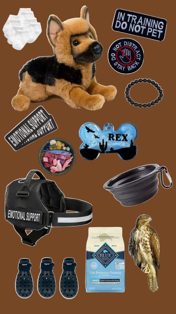 an assortment of items that include a dog and other things