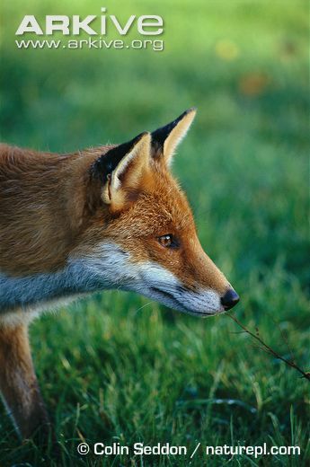 an animal that is standing in the grass