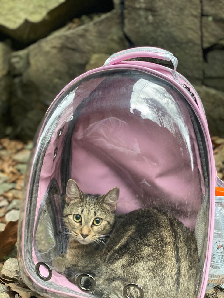 a cat laying inside of a pink backpack on the ground next to rocks and leaves