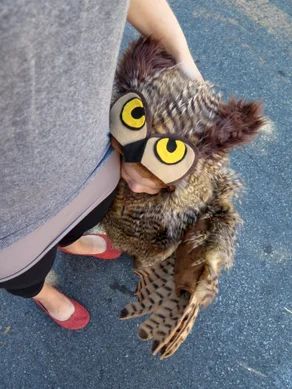 an owl with big yellow eyes is being held by someone's legs and feet