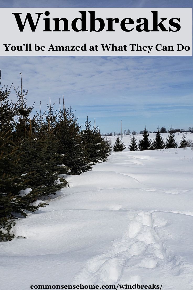 there is a snow covered field with trees in the background and text that reads windsbreaks you'll be amazed at what they can do