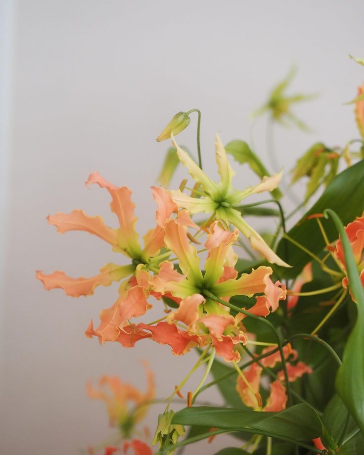 an orange flower with green leaves in the foreground and a white wall in the background