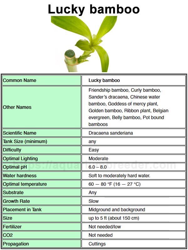 the lucky bamboo plant is shown in this chart