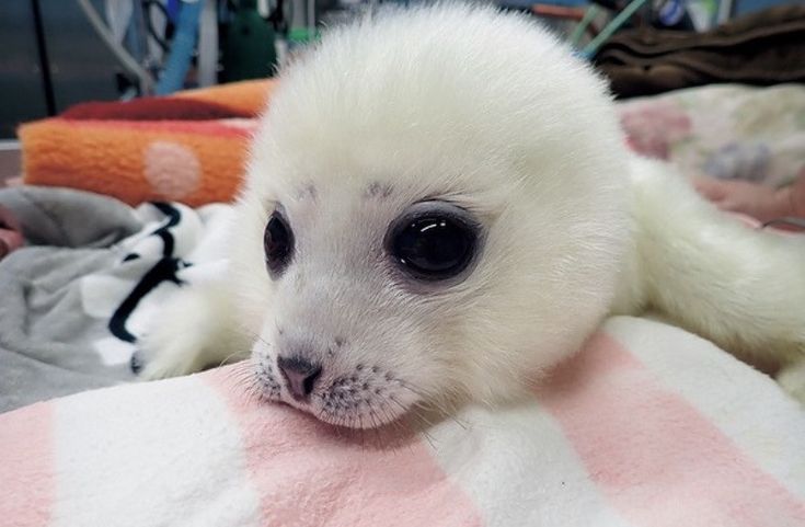 a baby seal bear is laying on top of a pink and white striped blanket with its eyes wide open