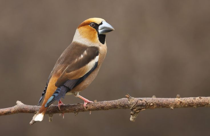 a colorful bird perched on top of a tree branch