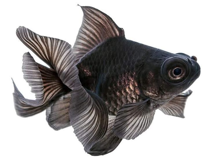 an image of a black and white fish