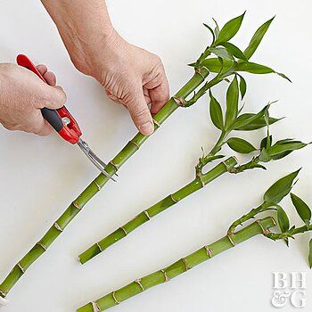 a person cutting bamboo stems with scissors on a white table next to some green plants