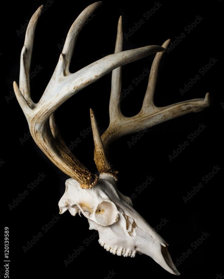 an animal skull with large antlers on it's head