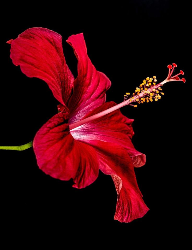 Red Shades, Hibiscus Plant, Nothing But Flowers, Most Beautiful Flowers, Flower Art Painting, Exotic Flowers, Hibiscus Flowers, Flower Images, Flowers Nature