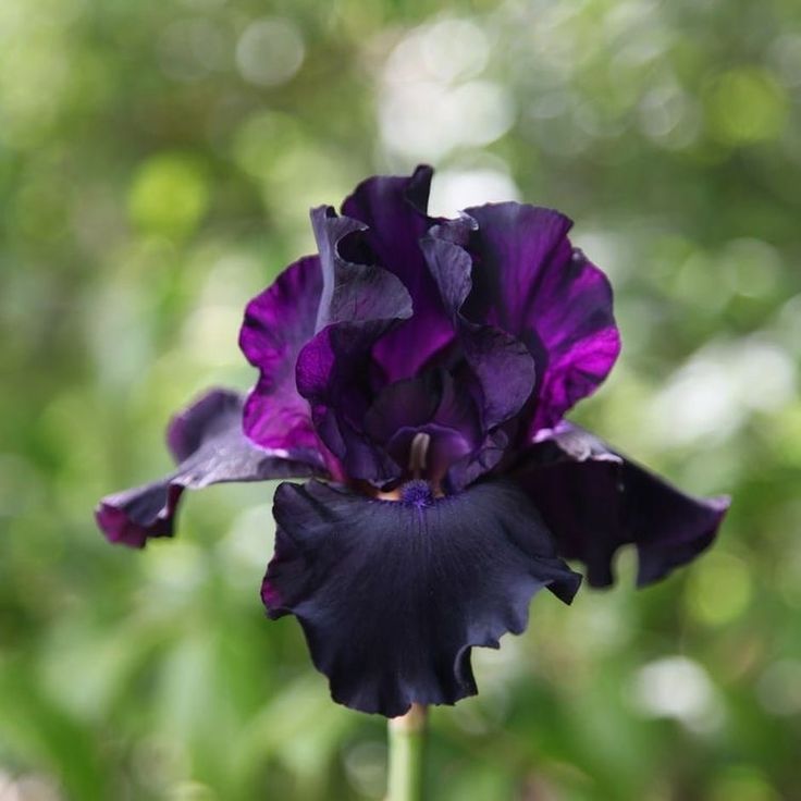 a purple and black flower in front of some trees