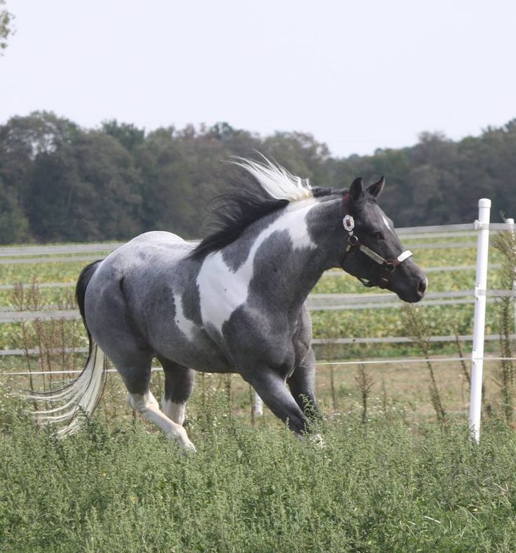 a black and white horse running in the grass