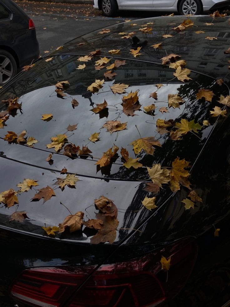 leaves on the hood of a car parked in a parking lot