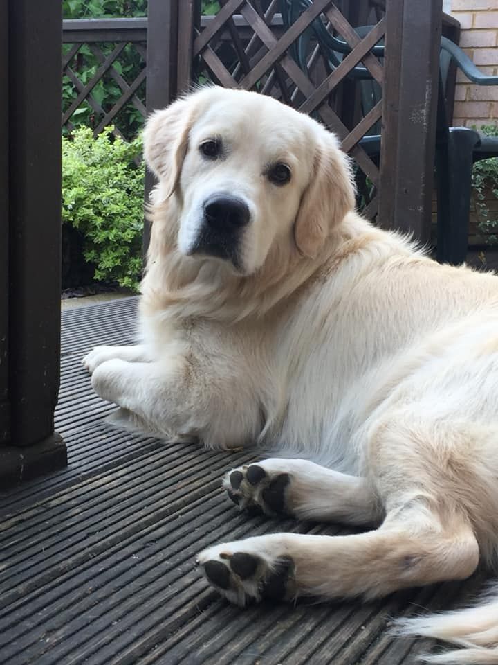 a large white dog laying on top of a wooden floor next to a fence and bushes