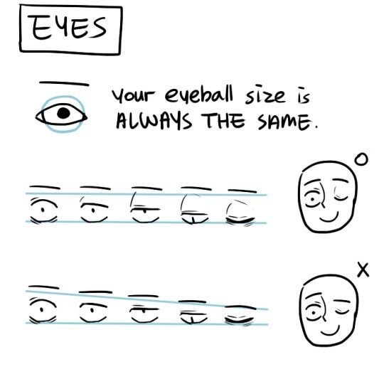 an eyeball size is always the same