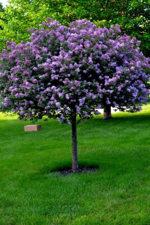 a tree with purple flowers is in the grass